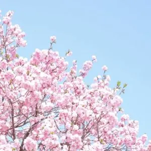春の桜
