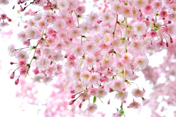 しだれ桜